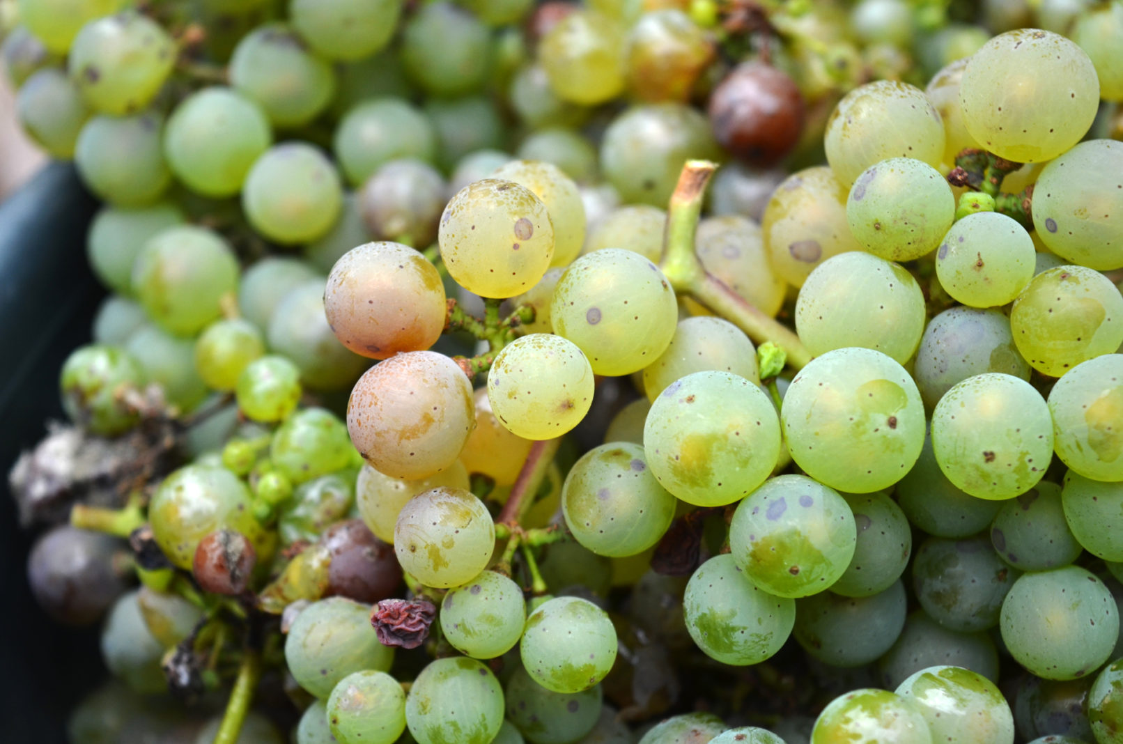 Weingut Meulenhof 2