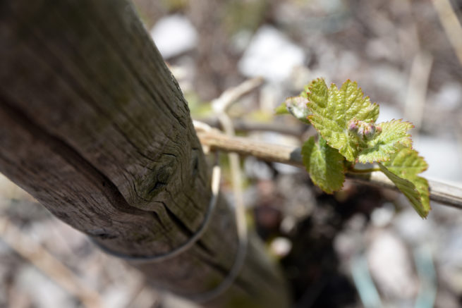 Weingut Meulenhof 4