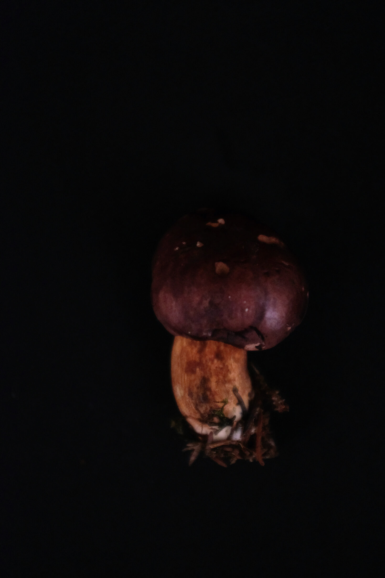 Pilze