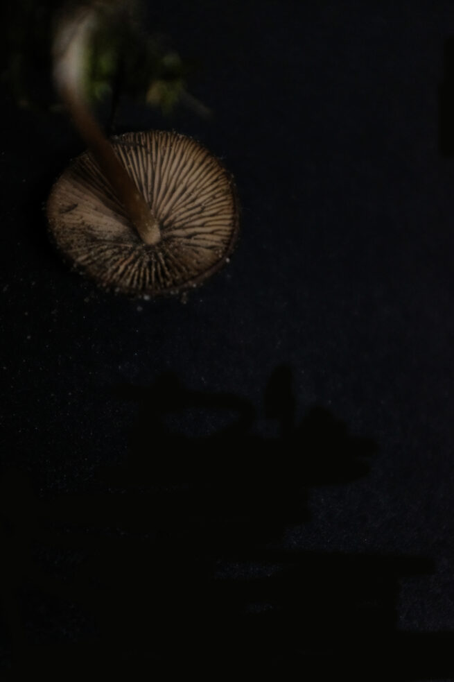 Pilze